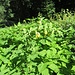 Salvia glutinosa L.<br />Lamiaceae<br /><br />Salvia vischiosa<br />Sauge glutineuse<br />Klebrige Salbei