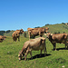 momentan "wimmelt" es von Kühen auf den Alpen im Appenzellerland