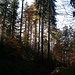 Herbststimmung im Wald beim Abstieg zur Fritzenflue