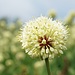Blumenpracht II: Irgendeine Art von Allium