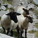 neugierige Schafe; ob's wohl etwas zu Fressen gibt?
