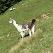 Herdenschutz Lama auf dem Schafschimbrig
