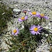 Blumenstrauss aus Alpenastern