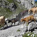 Kälbchen und trächtige Kühe auf dem Weg zur Alp hinunter