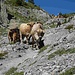 Die Kühe wechseln auf eine Alp östlich des Ofenpasses