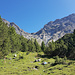 Blick zur Fora da l'Aua in den Weiden der Alp Sesvenna