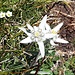 Das in der Schweiz unter Schutz stehende Alpen-Edelweiss (Leontopodium nivale alpinum) ist keine Steilfelspflanze, sondern gedeiht insbesondere auf "alpinem Rasen". Es besiedelt bevorzugt Kalksteinumgebung und kieselsäurehaltige Standorte (Wikipedia).