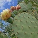 fiori e....spine