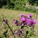 Thistle with visitors.
