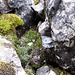 Und der leicht zu übersehende Starttritt zum blauen Boulder Nr. 3