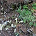 Saxifraga paniculata Mill.<br />Saxifragaceae<br /><br />Sassifraga alpina <br />Saxifrage paniculée<br />Trauben-Steinbrech, Immergrüner Steinbrech