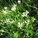<br />Oxytropis campestris (L.) DC.<br />Fabaceae<br /><br /><br />Astragalo villoso<br />Oxytropis champêtre <br />Alpen-Spitzkiel 