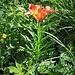 Lilium bulbiferum subsp. croceum (Chaix) Baker<br />Liliaceae<br /><br />Giglio bulbifero<br />Lis safrané<br />Bulbillenlose Feuerlilie