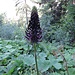 <br />Phyteuma ovatum Honck.<br />Campanulaceae<br /><br />Raponzolo plumbeo <br />Raiponce ovoïde<br /> Hallers Rapunzel