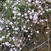 <br />Gypsophila repens L. 	<br />Caryophillaceae<br /><br />Gipsofila strisciante <br />Gypsophile rampante<br />Kriechendes Gipskraut
