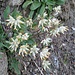 <br />Anthyllis vulneraria L.<br />Fabaceae<br /><br />Vulneraria comune <br />Anthyllide vulnéraire<br /> Echter Wundklee