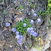 Campanula cochleariifolia Lam.<br />Campanulaceae<br /><br />Campanula dei ghiaioni<br />Campanule naine <br /> Niedliche Glockenblume, Kleine Glockenblume, Löffelkrautblättrige Glockenblume
