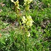Pedicularis tuberosa L. 	<br />Orobanchaceae<br /><br />Pedicolare zolfina<br />Pédiculaire tubéreuse <br /> Knolliges Läusekraut
