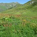 L'Alpe di Lago ed un esempio dell'enorme biodiversità di questi prati.