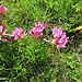 <br />Trifolium alpinum L. 	<br />Fabaceae<br /><br />Trifoglio alpino<br />Trèfle des Alpes <br />Alpen-Klee