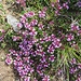 Thymus serpyllum aggr. 	<br />Lamiaceae<br /><br />Timo comune<br />Thym serpolet <br />Feld-Thymian, Quendel, Chölm