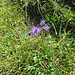Phyteuma hemisphaericum L.<br />Campanulaceae<br /><br />Raponzolo alpino<br />Raiponce hémisphérique <br />Halbkugelige Rapunzel, Halbkugelige Teufelskralle