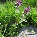 Bartsia alpina L. <br />Orobanchaceae<br /><br />Bartsia<br />Bartsie des Alpes <br />Alpenhelm, Trauerblume