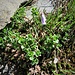 Soldanella pusilla Baumg. 	<br />Primulaceae<br /><br />Soldanella della silice<br />Petite soldanelle <br />Kleine Soldanelle, Kleines Alpenglöckchen