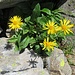 Doronicum clusii (All.) Tausch 	<br />Asteraceae<br /><br />Doronico del granito<br />Doronic calcifuge <br />Clusius' Gämswurz