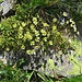 Saxifraga bryoides L. <br />Saxifragaceae<br /><br />Sassifraga brioide<br />Saxifrage mousse <br />Moosartiger Steinbrech