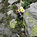 Ranunculus glacialis L.
Ranunculaceae

Ranuncolo glaciale
Renoncule des glaciers
Gletscher-Hahnenfuss