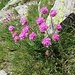Armeria alpina Wild. subsp. alpina<br />Plumbaginaceae<br /><br />Spillone alpino<br />Arméria des Alpes<br />Alpen-Grasnelke