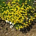 Lotus alpinus (DC.) Ramond <br />Fabaceae<br /><br />Ginestrino alpino<br />Lotier des Alpes<br />Alpen-Hornklee