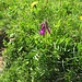 Hedysarum hedysaroides (L.) Schinz & Thell. 	<br />Fabaceae<br /><br />Sulla alpina<br />Sainfoin des Alpes <br />Alpen-Süssklee