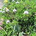 Globularia cordifolia L.<br />Plantaginaceae<br /><br />Vedovelle celesti<br />Globulaire à feuilles en cœur <br />Herzblättrige Kugelblume