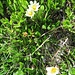 Dryas octopetala L. <br />Rosaceae<br /><br />Camedrio alpino<br />Dryade à huit pétales, Chênette <br />Silberwurz