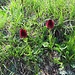 Nigritella rubra (Weisst.) K. Richt.<br />Orchidaceae<br /><br />Nigritella rossa.<br />Nygritelle rouge<br />Rotes Männertreu