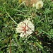 Trifolium repens L. 	<br />Fabaceae<br /><br />Trifoglio bianco<br />Trèfle rampant <br />Kriechender Klee, Weiss-Klee
