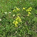 Biscutella laevigata L.<br />Brassicaceae<br /><br />Biscutella montanina<br />Lunetière lisse, Biscutelle <br />Glattes Brillenschötchen