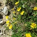 Helianthemum alpestre (Jacq.) DC. 	<br />Cistaceae<br /><br />Eliantemo alpestre<br />Hélianthème alpestre <br />Alpen-Sonnenröschen