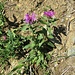 Centaurea nervosa Willd. 	<br />Asteraceae<br /><br />Fiordaliso alpino<br />Centaurée nervée <br />Federige Flockenblume