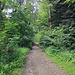 die Bike-Route durch den Steineggwald hinauf zur Waldegg