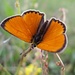 Dukatenfalter (Lycaena virgaureae), ein besonders attraktiver Schmetterling im Turtmanntal