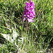 <b>Orchide macchiata (Dactylorhiza Fuchsii).<br />Il nome di queste orchidee è dovuto alla forma palmata delle radici, le cui estremità ricordano le dita di una mano (dactylos = dita, rhiza = radice).<br /><img src="http://f.hikr.org/files/3265960k.jpg" /></b>