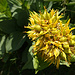 Blütte der Gelbe Enzian (Gentiana lutea)