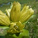 Punktierter Enzian - Blüte
