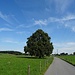 Schöne Linde vor Hofheim