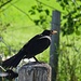 Mürrische Amsel