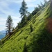 ...und so knickt die Route erneut nach links, und quert - die einzigen ebenen Meter! - ausgesetzt die Steilflanke, hinüber zum Nordostgrat.