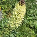 ... und schreiten an vielen Alpenblumen vorbei ...